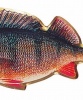 Odznaky ryb - barevn