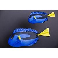 Bodlok Pestrý - Dory